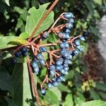 Viburnum tinus Frucht