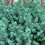 Juniperus squamata Yaprak