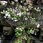Malus domestica ᱛᱟᱦᱮᱸ