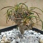 Euphorbia gottlebei Folla