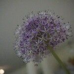 Allium polyanthum ফুল