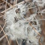 Clematis integrifolia फल