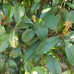 Photinia serratifoliaपत्ता