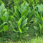 Curcuma longaLeaf