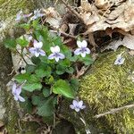 Viola rostrata Habitatea