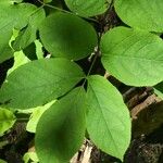 Aralia nudicaulis List