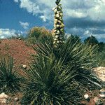 Yucca baileyi ᱛᱟᱦᱮᱸ