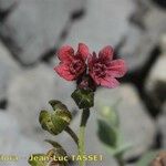 Cynoglossum montanum Cvet