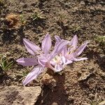 Colchicum ritchii Flower