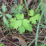 Toxicodendron radicans Ліст