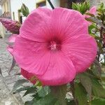Hibiscus moscheutos Flor