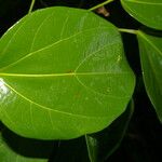 Abuta panamensis ഇല