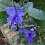 Rotheca myricoides Blomst