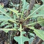 Sonchus fruticosus Hoja