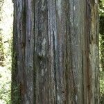 Fitzroya cupressoides Kabuk