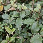 Olearia macrodonta Συνήθη χαρακτηριστικά