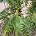 Washingtonia robusta Лист