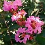 Lagerstroemia indica Blomst