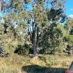 Angophora subvelutina 形态