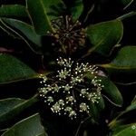 Myodocarpus crassifolius Fruto