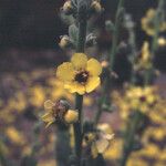 Verbascum rotundifolium