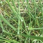 Eleocharis dulcis Лист