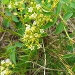 Thesium linophyllon Flower