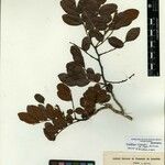 Staminodianthus rosae