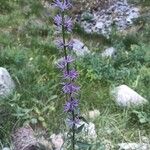 Campanula pichleri Blüte