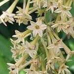 Cestrum aurantiacum Floare