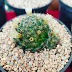 Mammillaria crinita Folla