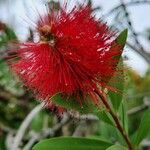 Melaleuca rugulosaBlüte