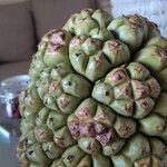 Pandanus tectorius Fruto