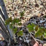 Viburnum acerifolium পাতা