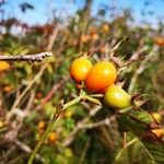 Rosa corymbifera Frukt