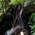 Triplophyllum securidiforme अन्य