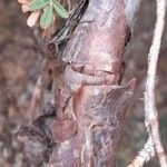 Polylepis tomentella Bark