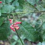 Ardisia guianensis Fruto