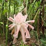 Etlingera elatior Flower