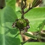 Lychnis flos-cuculi Fruit