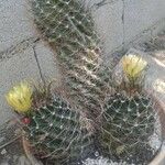 Ferocactus hamatacanthus 花