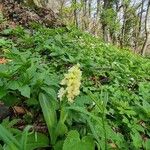 Orchis pallens 花