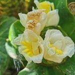 Costus dubius Fleur