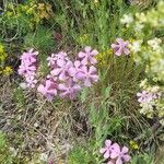 Silene armeria Blomst