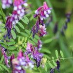 Vicia eriocarpa Deilen