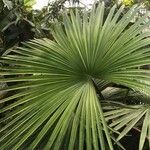Tahina spectabilis Hoja
