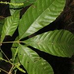 Allophylus psilospermus Leaf