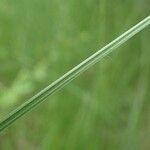 Carex melanostachya Кора