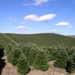 Abies fraseri Traoù all