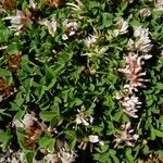 Trifolium thalii ফুল